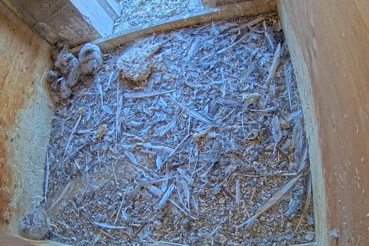 Zürcher Falkenkamera: Live-Übertragung vom Brutplatz