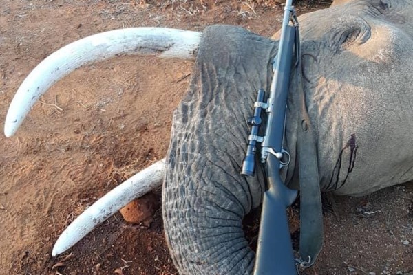 Afrique du Sud: un chasseur de trophées tristement célèbre abattu