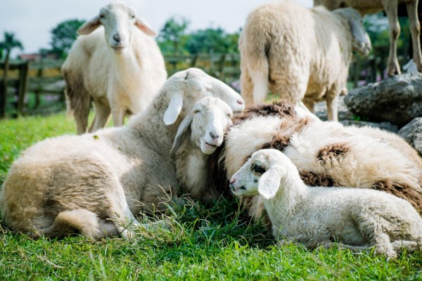 L'abattage rituel: l'une des méthodes de mise à mort les plus cruelles