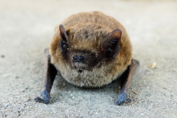 Büren an der Aare: Tollwut bei Fledermaus