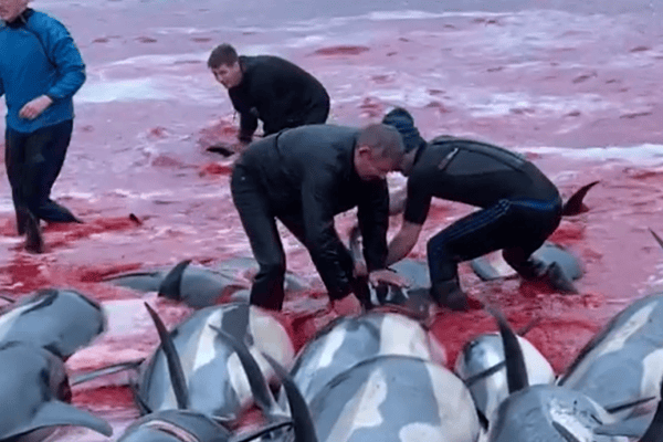 Les Îles Féroé limitent le massacre de dauphins à 500 animaux
