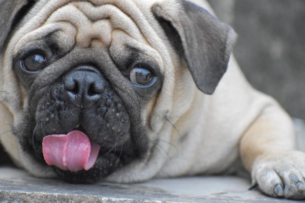 Qualzucht: Flachgesichtige Hunde leiden an Hautkrankheiten