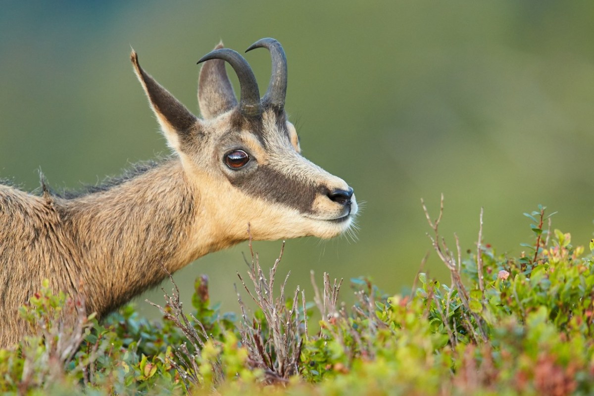 Wild beim Wild