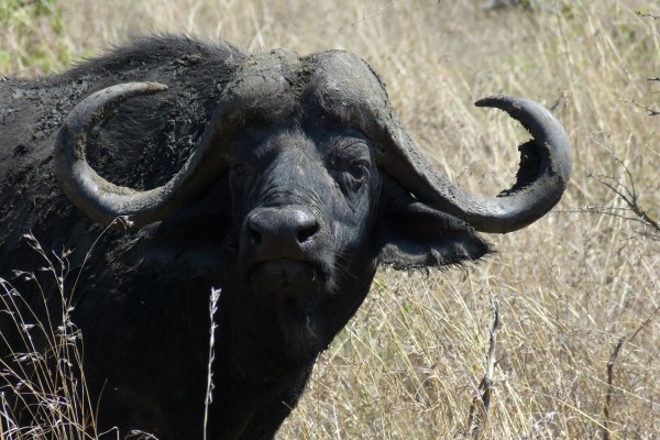 Un buffle traqué tue un chasseur de trophées en Afrique du Sud