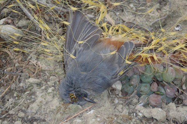 Tierfalle Rebnetz: So entschärfen Sie die Gefahr