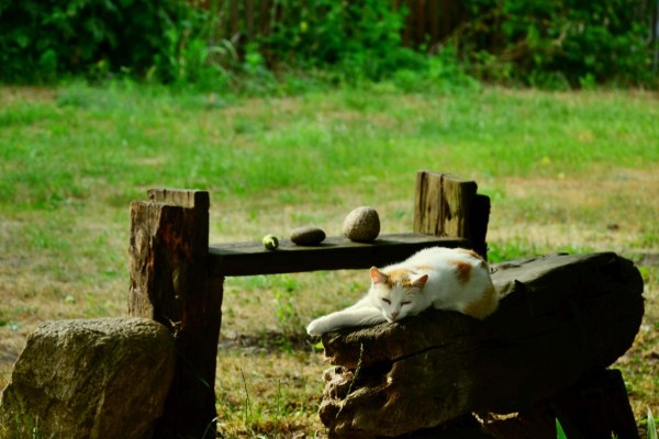 Polonia: i gatti sono ora considerati specie invasiva