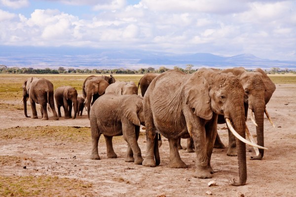 Klimakrise tötet in Kenia 20 Mal mehr Elefanten als Wilderer
