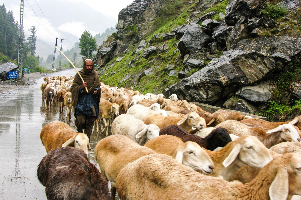 Pakistan verbietet Tierversuche und kündigt Reformen an