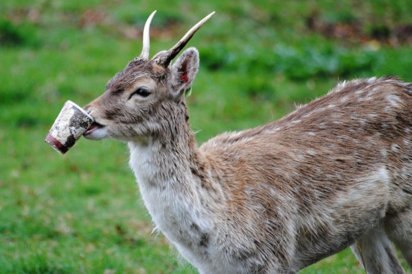 Les pesticides et métaux lourds nuisent aux animaux sauvages