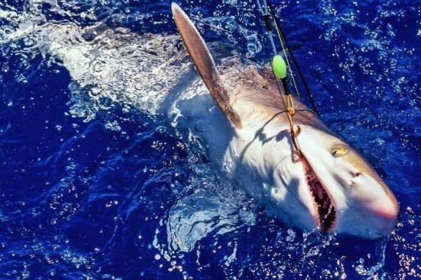Florida: omstreden haaienjachttoernooi beloont doden