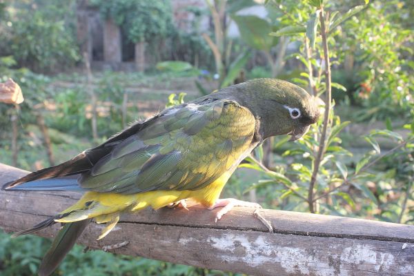 Grootste papegaaienkolonie leeft in de kliffen van Patagonië