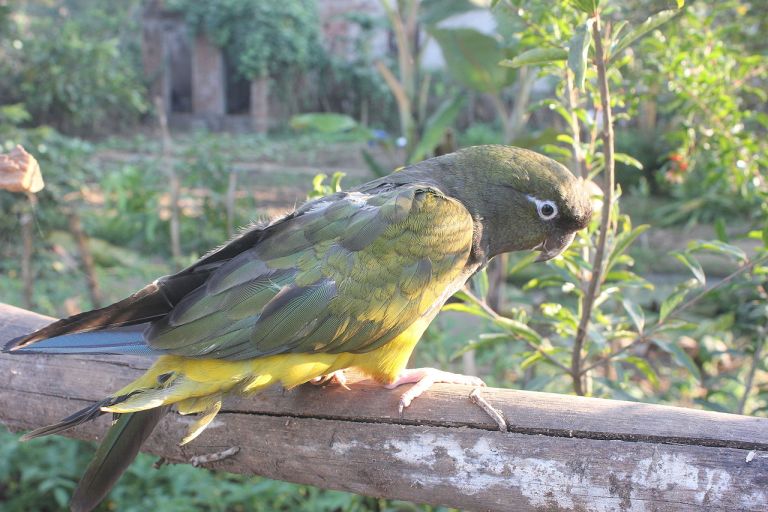 Grösste Papageienkolonie der Welt lebt in den brüchigen Klippen Patagoniens
