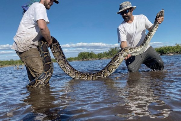 800 Hobby-Jäger jagen Pythons in Florida
