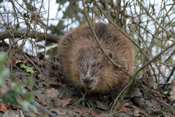 Biber: Wichtige Verbündete für mehr Biodiversität