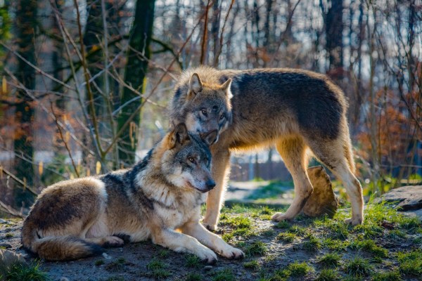 Der Wolf ist gekommen, um zu bleiben