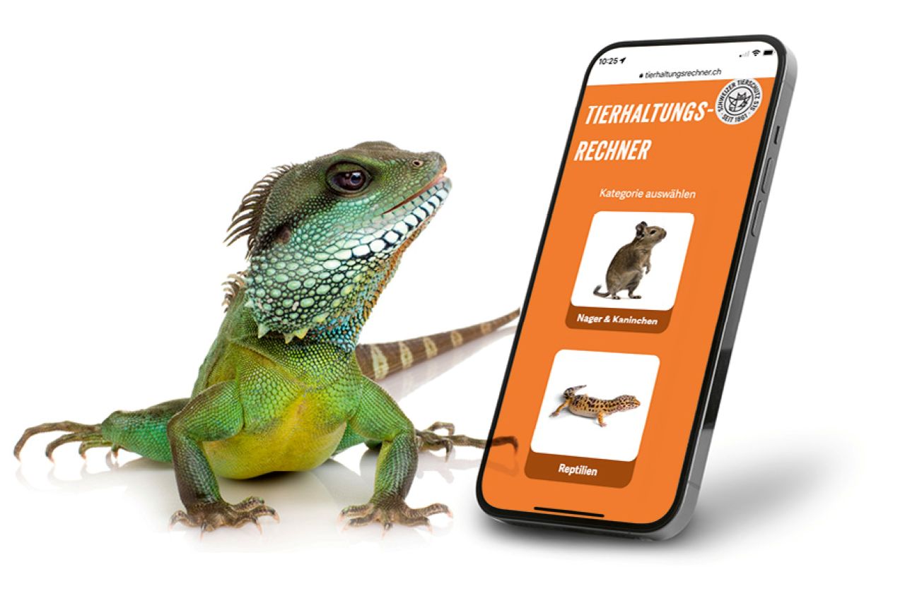 Fast 60'000 tierquälerische Reptilienhaltungen in der Schweiz