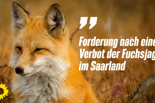 Saarland: Forderung nach Verbot der Fuchsjagd