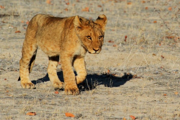 Reisebüros fordern Ende der Trophäenjagd in Südafrika