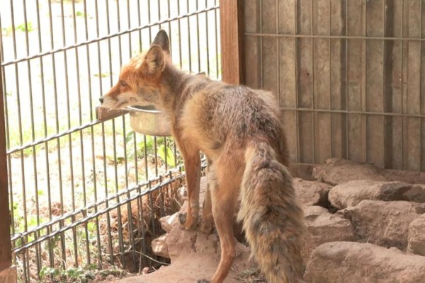 Kritik: Neunkircher Zoo unterstützt Tierqual-Anlage