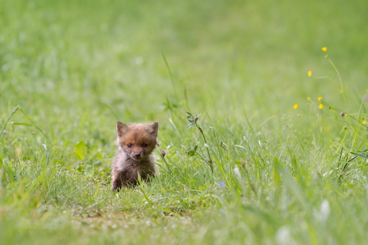 Wild beim Wild