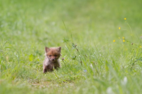 Schliefenanlagen zur Jagdhundeausbildung sind Tierquälerei