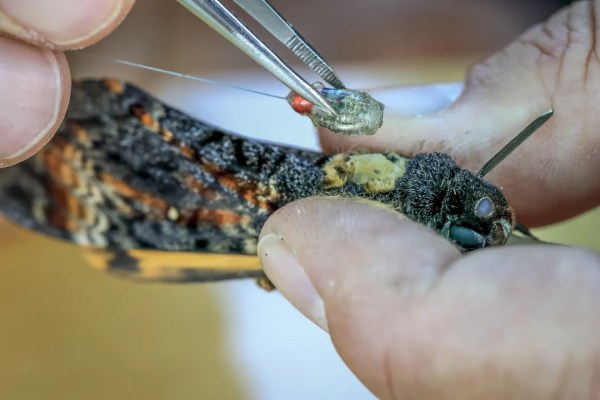 Wandernde Insekten erstmals auf ihrem Zug beobachtet