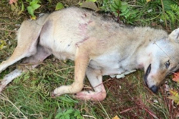 Did a Hobby Hunter Shoot the Wrong Wolf Again?