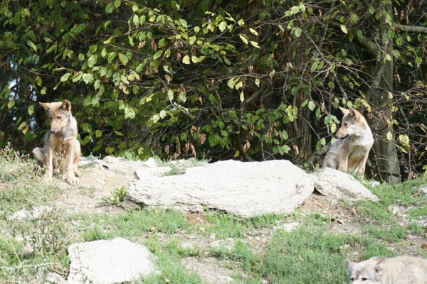 FOEN Approves Further Slaughter of Young Wolves