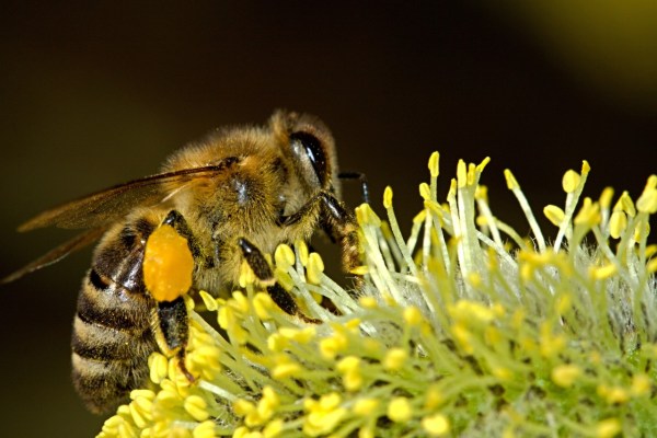 Bienenvielfalt: Schlüssel zu nachhaltiger Landwirtschaft