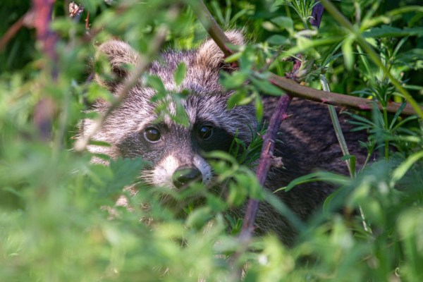 Raccoon: Management of Invasive Non-Native Species