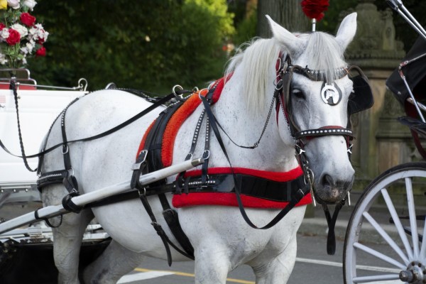 Les calèches new-yorkaises : icône ou maltraitance animale ?