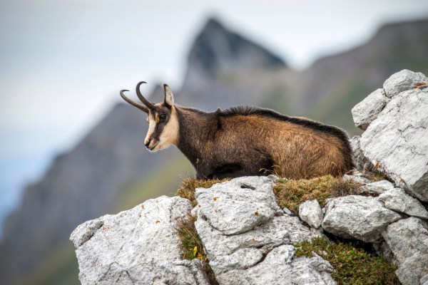 Tessin: Gämsbestand im Wandergebiet eingebrochen