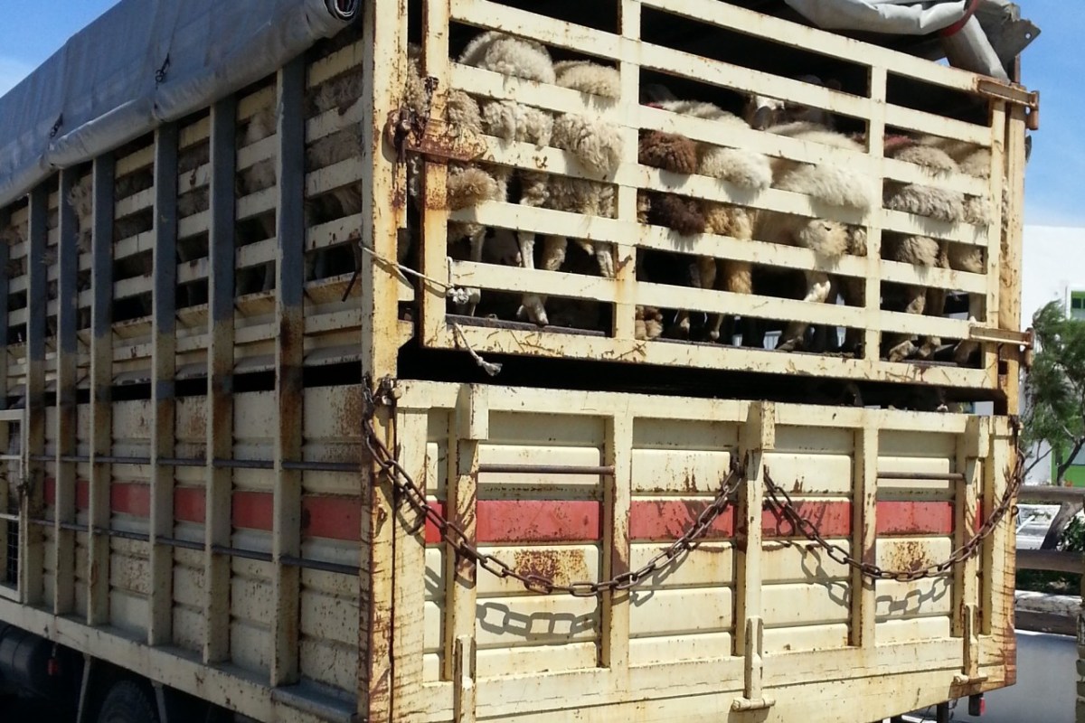 Warum Durchsetzung des Tierschutzes wichtig ist