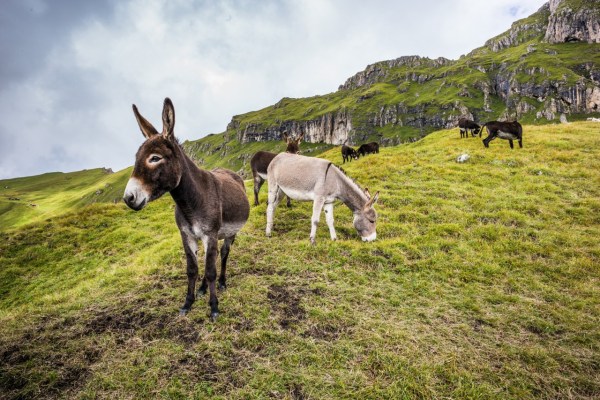 Richieste modifiche specifiche per specie nell'ordinanza sul benessere animale