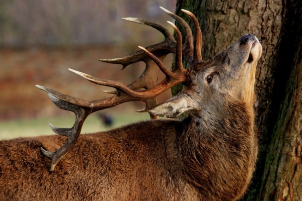 Thurgau erhält Wildtierbrücke über die A1