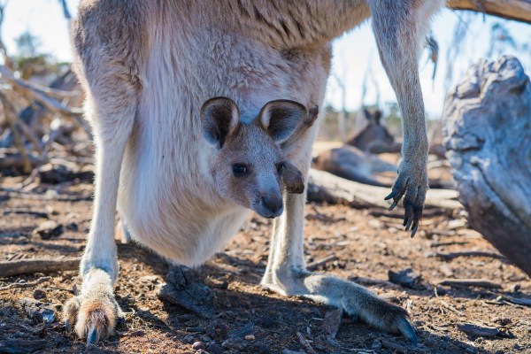 Australien versteckt sich hinter Känguru-Tötungsindustrie