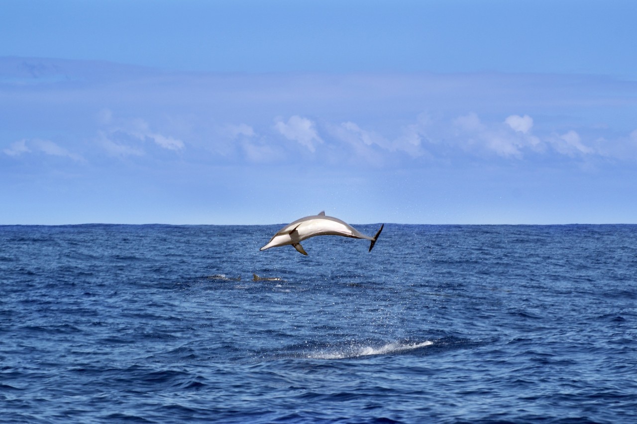 Delfin Bibong nach 17 Jahren Gefangenschaft befreit