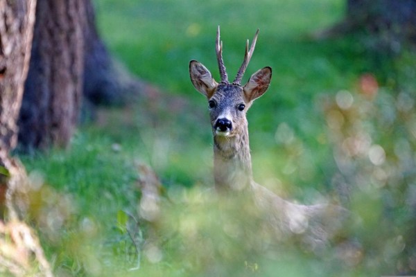 Eröffnung der Hobby-Jagd im Kanton Jura