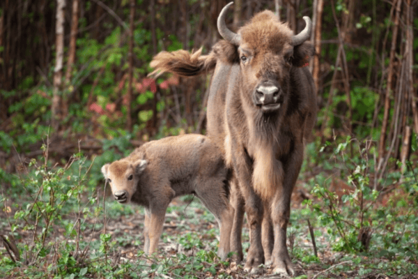 England: Erster wilder Wisent seit Jahrtausenden geboren