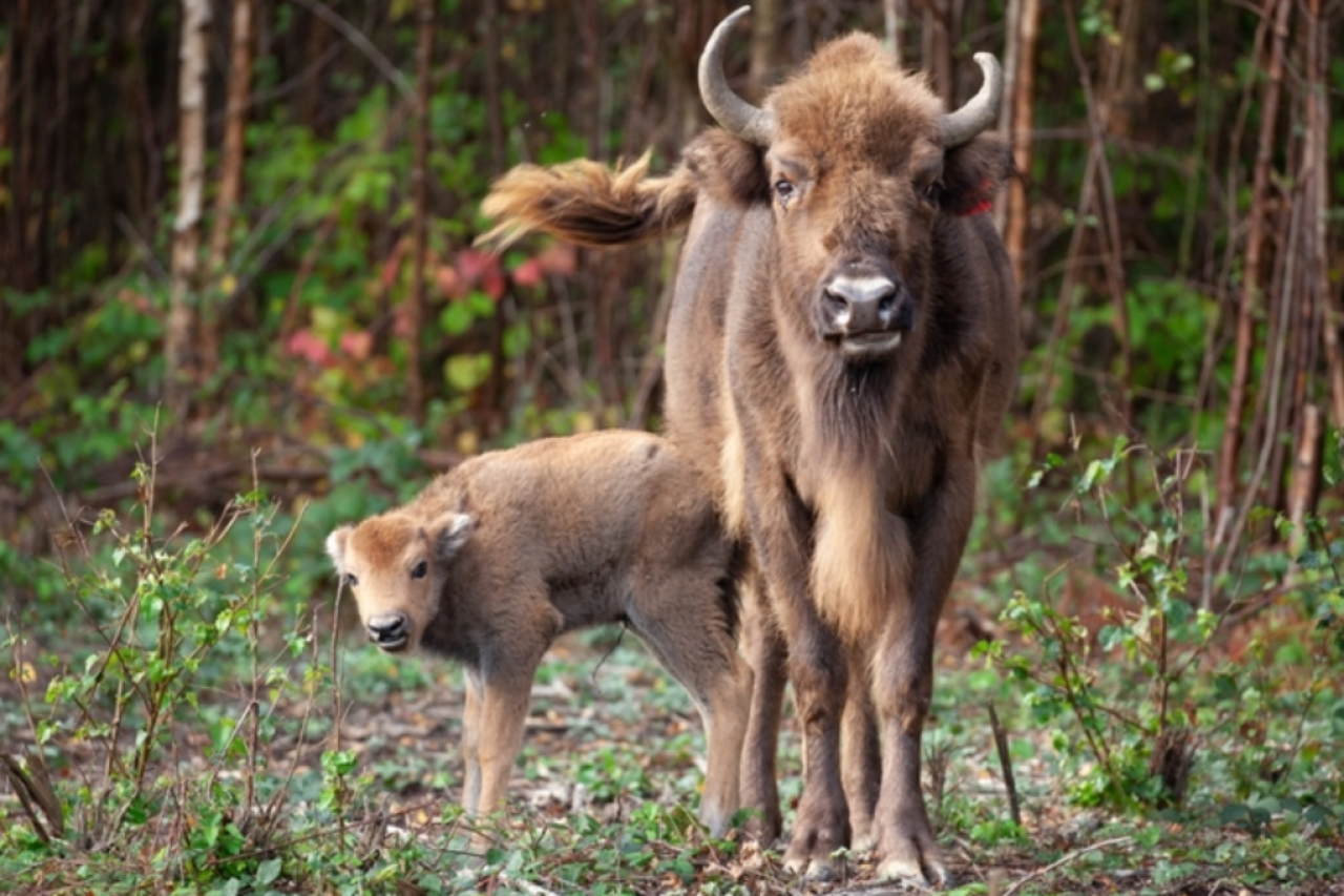 England: First wild European bison born in millennia