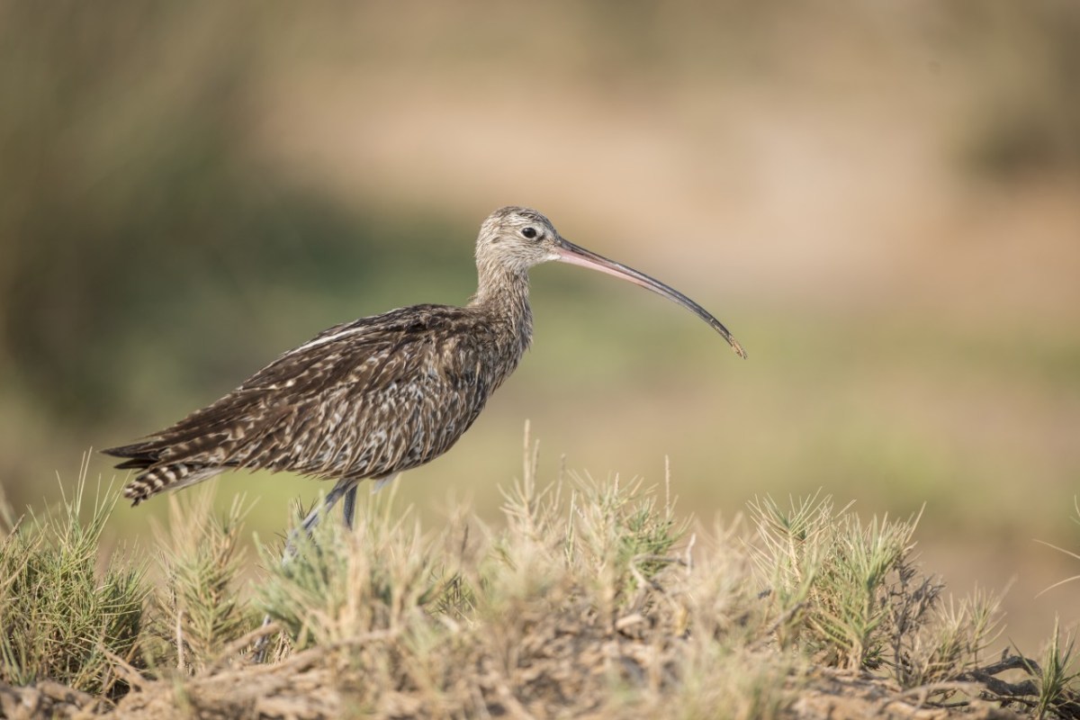 Zahl der Vögel nimmt weltweit rapide ab