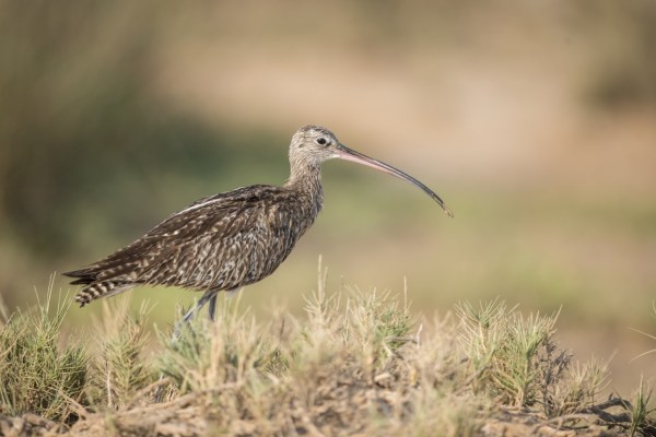 Aantal vogels neemt wereldwijd snel af