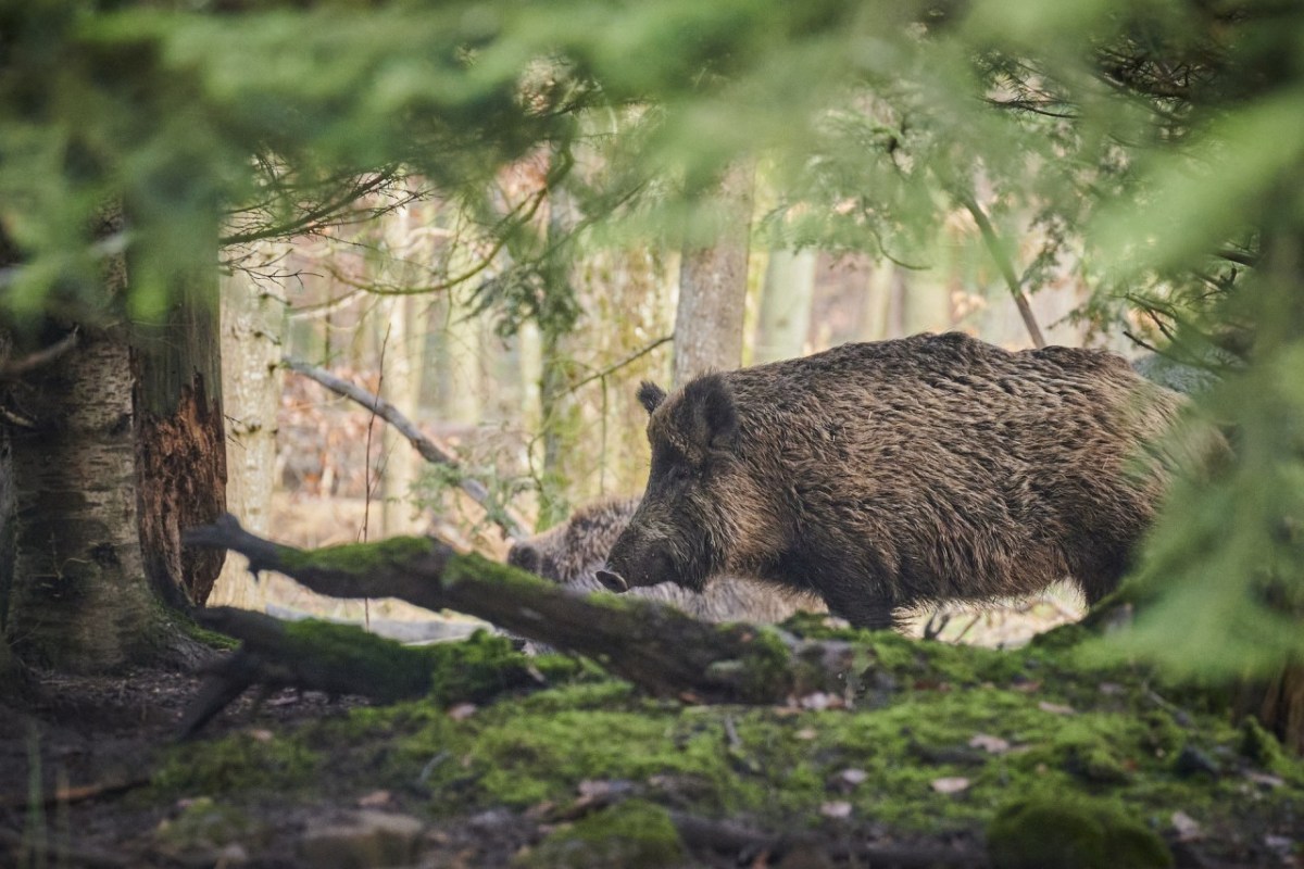 Wild beim Wild