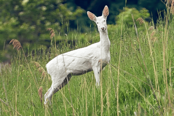 Hobby-Jäger erschiesst seltenes Albino-Reh
