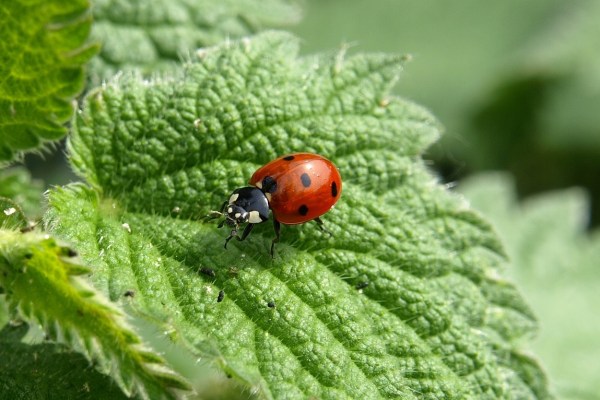 Invasion of ladybirds and Asian lady beetles
