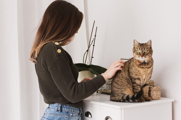 Katten herkennen wanneer taal tot hen gericht is