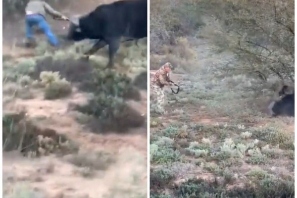 Mexikos Jagdpräsident bei illegaler Jagd von Büffel getötet