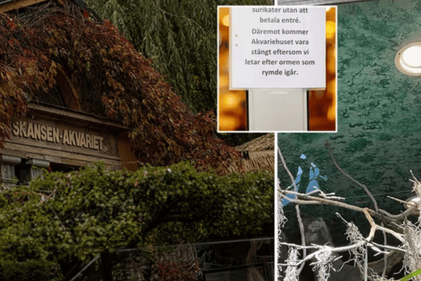 Schwedischer Zoo nach Giftschlangen-Ausbruch geschlossen