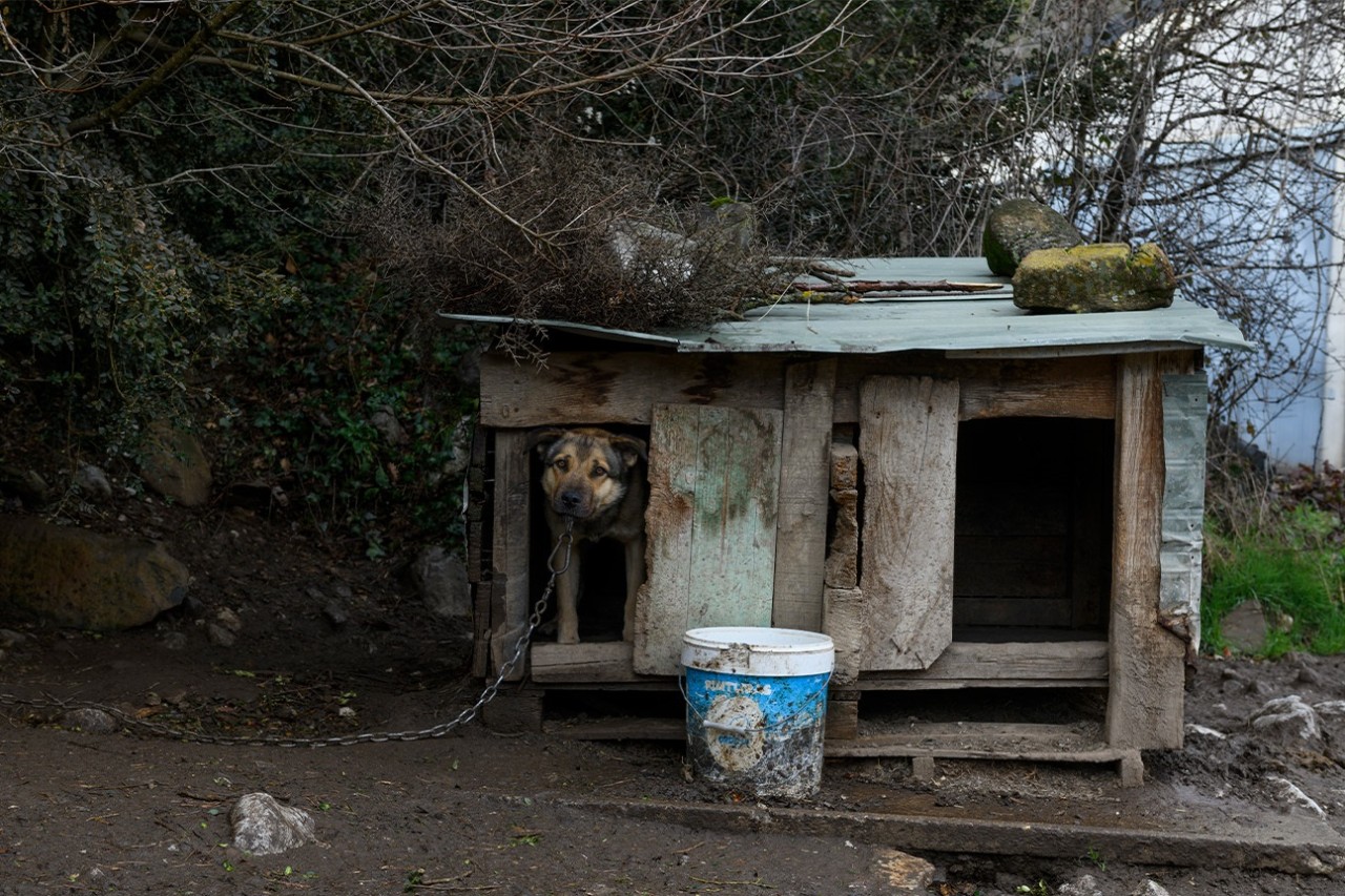 Spanische Jagdhunde in Zwingern misshandelt