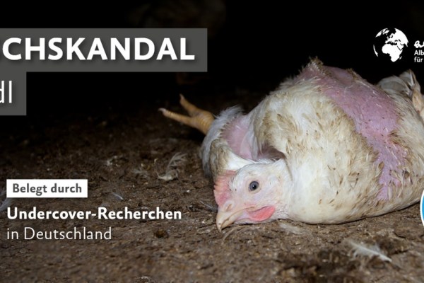 Strafanzeige wegen Quälfleisch im Supermarkt Lidl